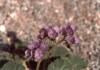 Thumbs/tn_061.Death Valley.jpg